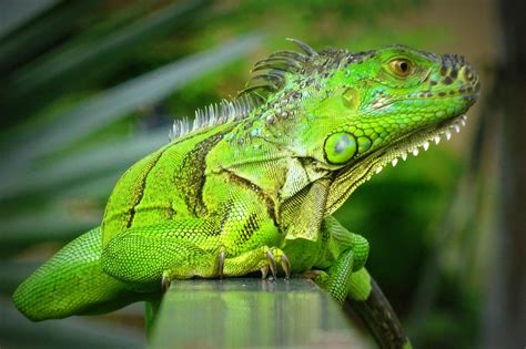 Presentan Iniciativa Iguana Verde, pro conservación de la especie en Culiacán - Mi Ciudad