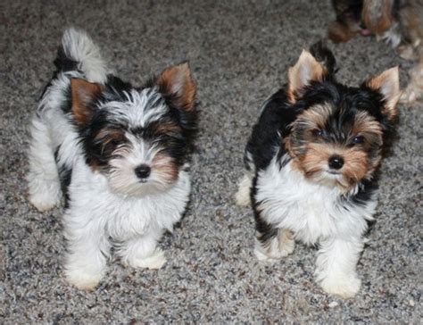 Heaven Sent Biewers - Biewer Terrier Puppies