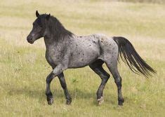 50 Nokota Horse ideas | horses, horse breeds, wild horses