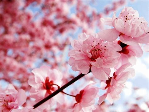 Gambar Bunga Sakura Wallpaper Bunga Sakura Cantik