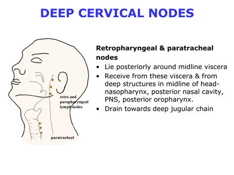 PPT - OVERVIEW Cervical Lymph Nodes PowerPoint Presentation, free ...