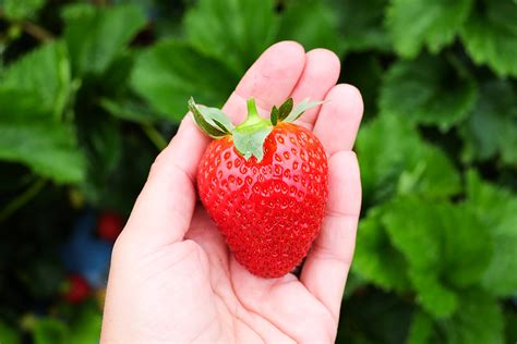 How To Make Strawberry Jam - Mondomulia