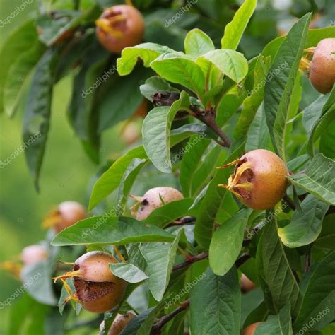 Medlar on tree — Stock Photo © Kassandra2 #35007413