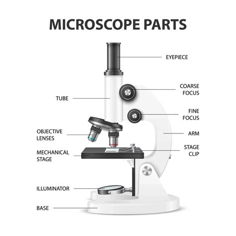 What Are Parts Of Microscope And Their Function? » BIOLOGY TEACH