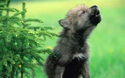 Fondo de pantalla de escritorio HD: Animales, Lobos descargar imagen ...