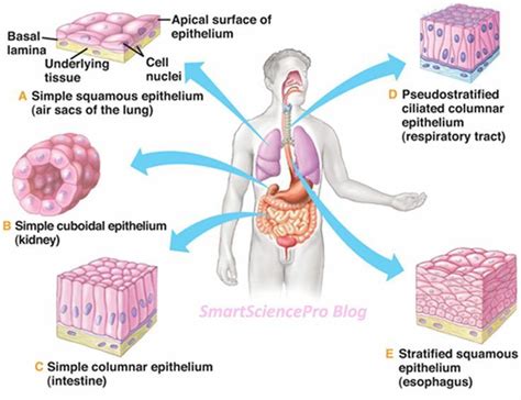 epithelial tissue | Epithelial Tissues | Human anatomy and physiology ...