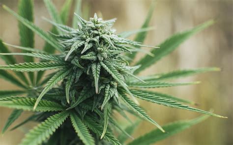 How & When to Grow Marijuana Outdoors: Step-By-Step | Leafly