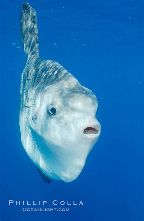 Ocean sunfish, open ocean, Mola mola photo, San Diego, California