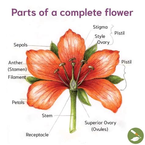 Flower Anatomy And Functions | Best Flower Site