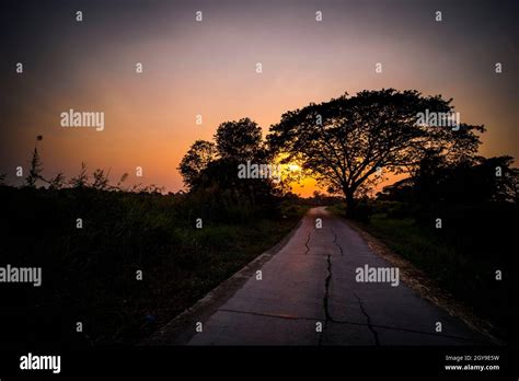 Picture of road at sunset Silhouette background. Road between trees and beautiful Stock Photo ...