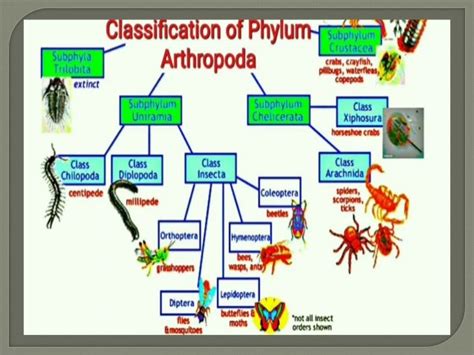 Larval forms and their significance in arthropoda