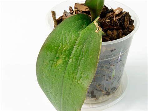 Why are Orchid Leaves Dropping? 3 Reasons & Treatments - Plant Index