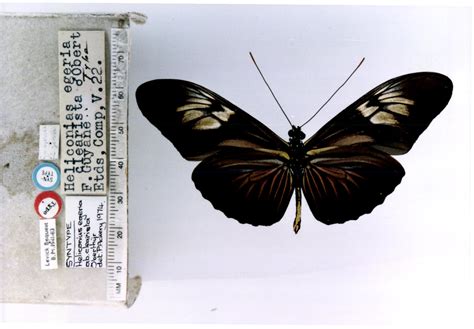 Heliconius e. egeria (type specimens)