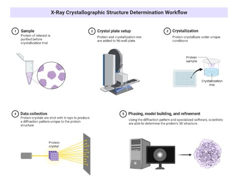 X-Ray Crystallography Structure Determination Workflow | BioRender ...