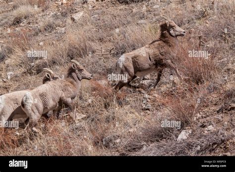 Desert bighorn sheep (Ovis canadensis ssp. nelsoni) move up a dry ...