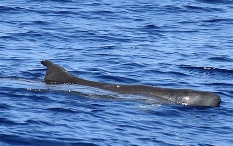 Dwarf Sperm Whale – "OCEAN TREASURES" Memorial Library