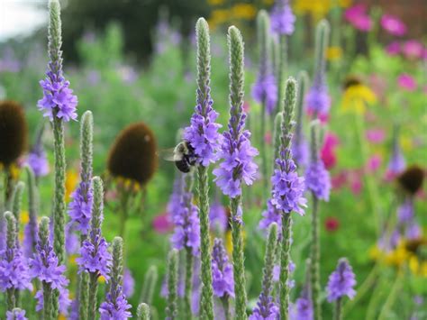 Bumblebees!: Nesting Habitat – A Wild Garden