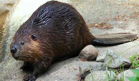 Eurasian beaver facts, distribution & population | BioDB