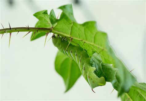 Thorns And Spines Did Not Develop On Plants For The Reasons You Thought | Plant World News