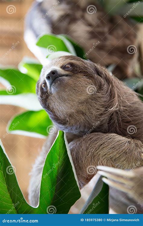 Sloth in a Tree stock photo. Image of plants, plenty - 185975380