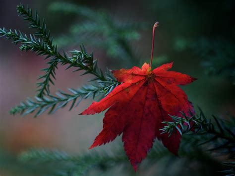 red fallen leaf-Autumn Nature Wallpapers Preview | 10wallpaper.com