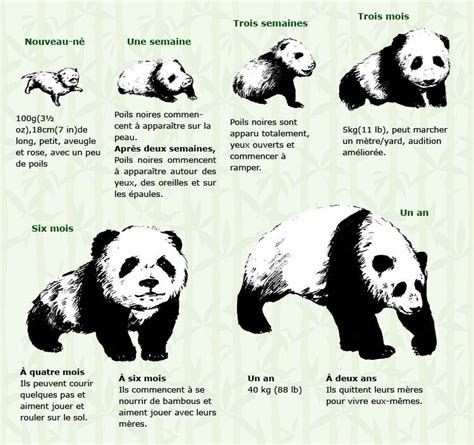 Bébé Panda : A la naissance et la Croissance du panda géant - Voyages Chine