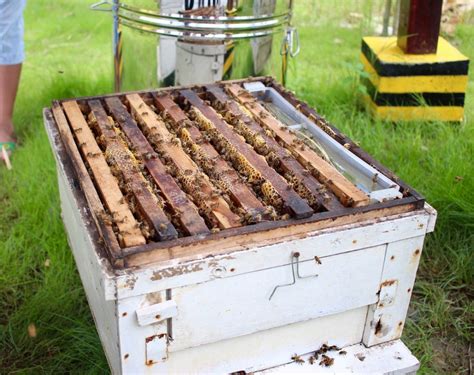 Honey Bee Hive Facts - BeesFacts.com