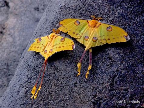 "A PAIR OF COMET MOTHS" by Johan Nijenhuis | Redbubble