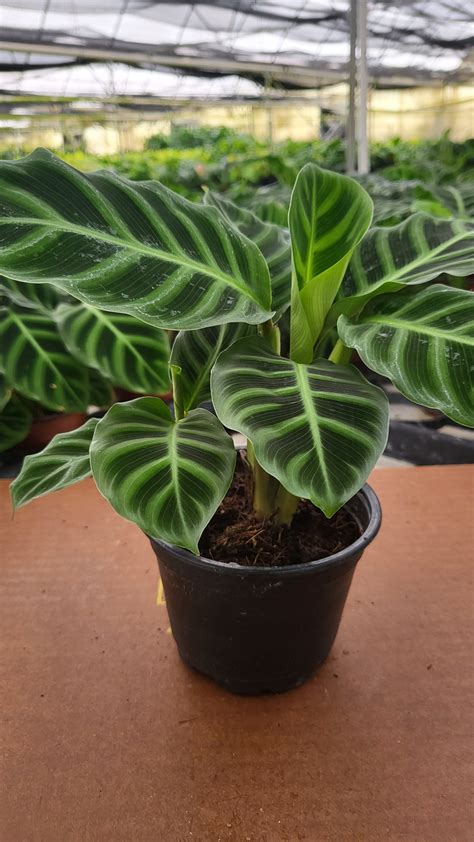 6” Calathea Zebrina – Biostok Foliage