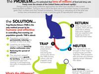 9 Trap Neuter Return ideas | feral cats, cat shelter, neuter