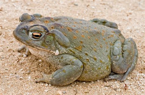 Online Presentation: Toad Smoke: (Un)Natural History of the Sonoran ...