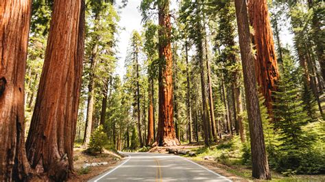 Redwood National and State Parks Guide: The Best Tree-Lined Hikes, Camping, and Cycling Routes ...