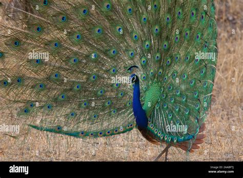 Indian Peacock courtship display Stock Photo - Alamy