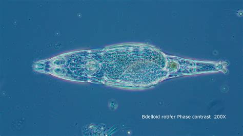 Motic Phase contrast Microscopy - YouTube