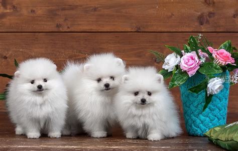 HD wallpaper: three white Pomeranian puppies, flowers, roses, fluffy, trio | Wallpaper Flare