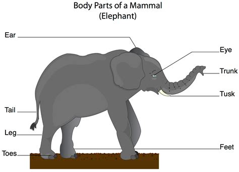 Mammals - Página web de aiclepuntadenamer