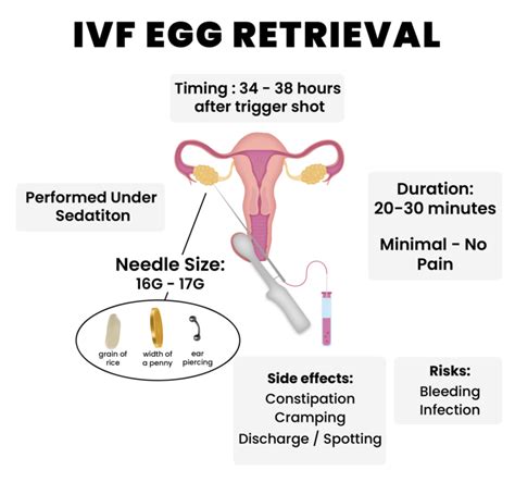 IVF PROCESS: Step by Step Guide - Arpanu Medical