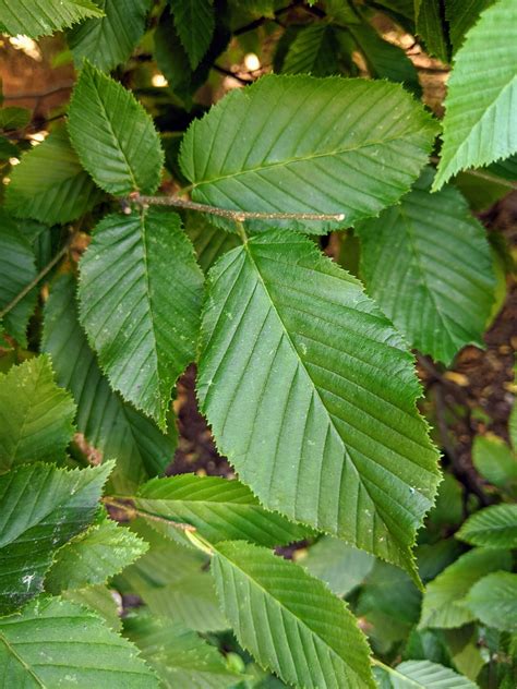 Pruning My Hornbeam Hedges - The Martha Stewart Blog