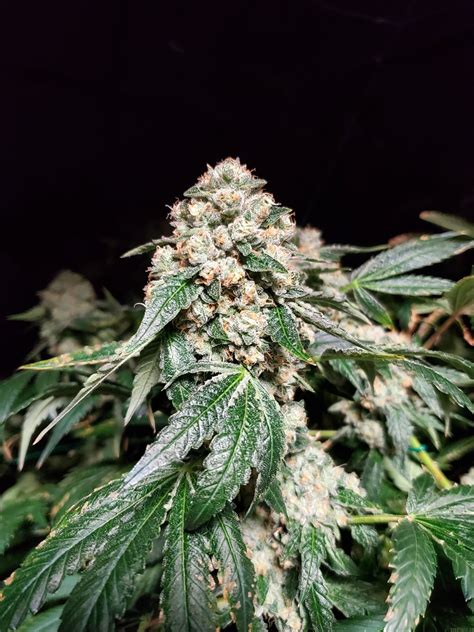 Subzero (North Genetics) :: Cannabis Strain Gallery