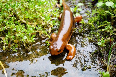 Understanding the Differences Between Newts and Salamanders - American Oceans