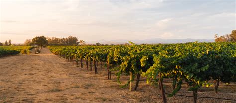 Our History and Legacy | Rodney Strong Vineyards