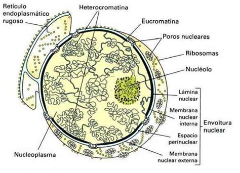 Partes del núcleo celular