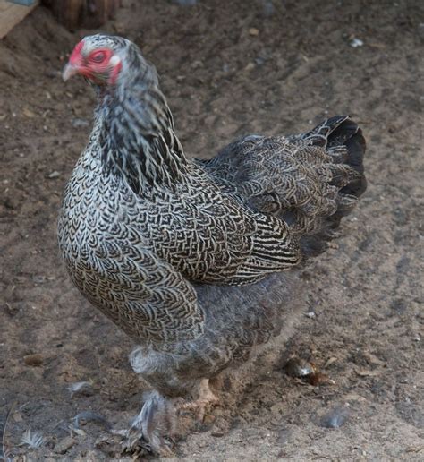 Barnevelder Hen | by Funny Farm Industries Barnevelder Chicken, Dark Brahma, Laying Chickens ...