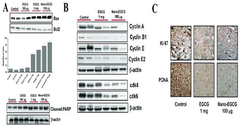 Free radical mechanism of chitosan-catechin conjugation, adapted with... | Download Scientific ...