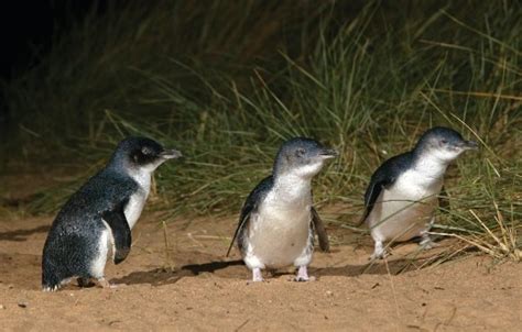 Bicheno Penguin Tour on Tasmania | Discount Price at OZ.TOURS!