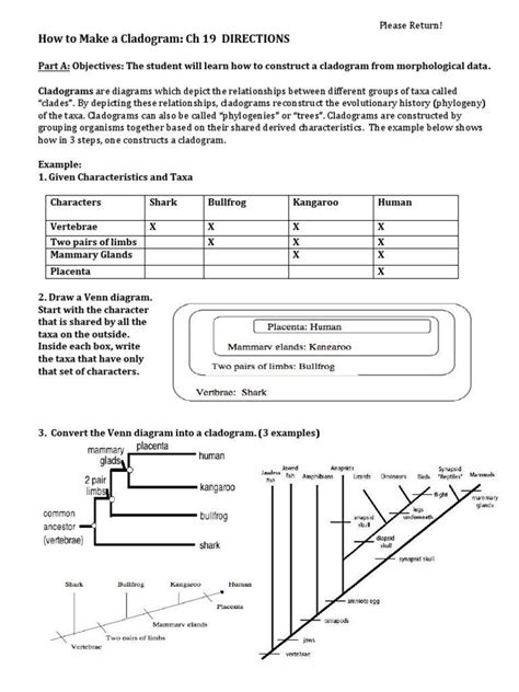 Cladogram Worksheet Answer Key