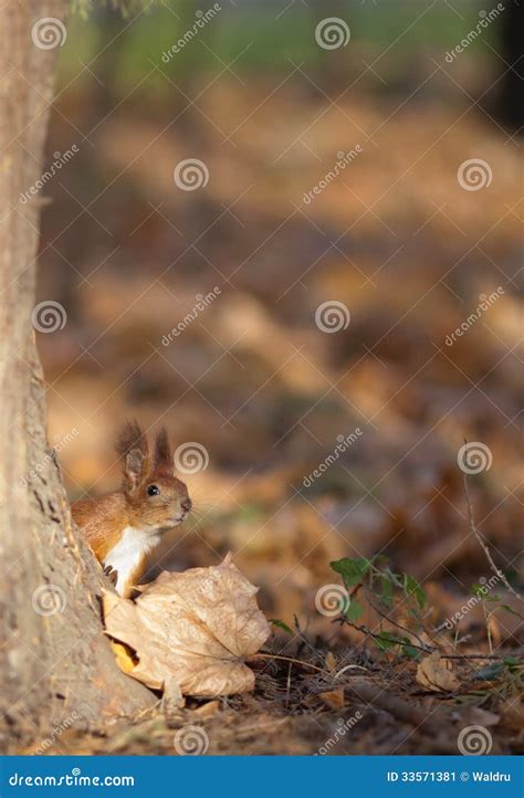 Red Squirrel in Autumn Park Stock Image - Image of closeup, animals: 33571381