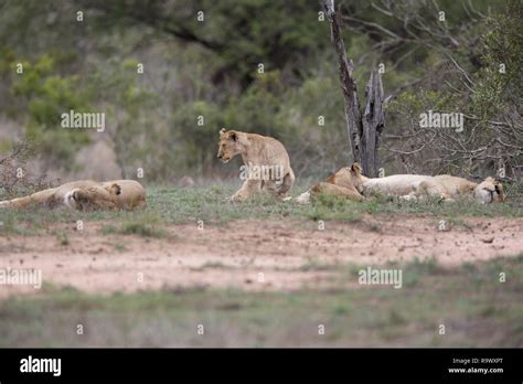 Baby lion sleeping hi-res stock photography and images - Alamy