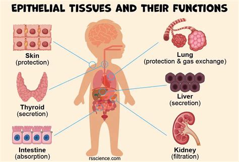 Epithelium - Definition, Characteristics, Cell Structures, Types, and ...