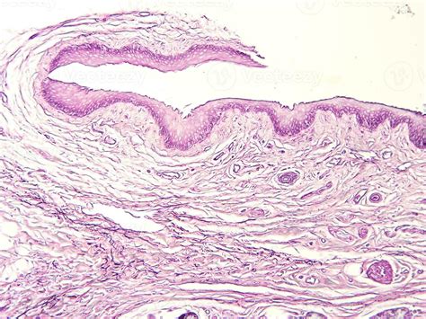 histology human tissue with microscope from laboratory 27222479 Stock Photo at Vecteezy